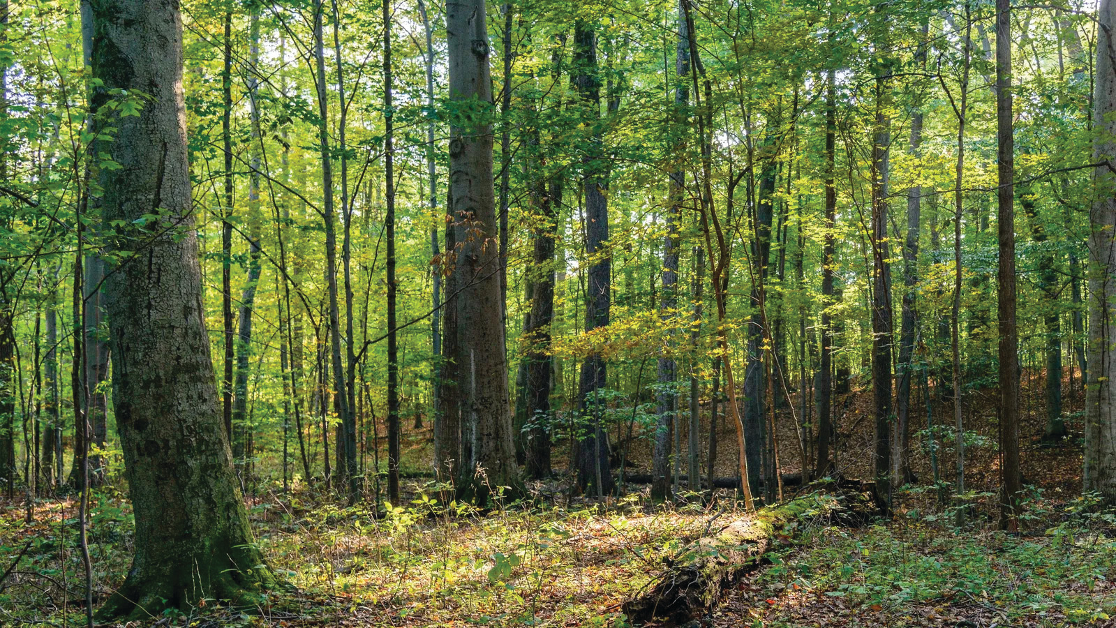 Sunlit deciduous forest in Upstate New York